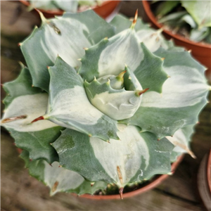 Agave Potatorum 'Variegata'